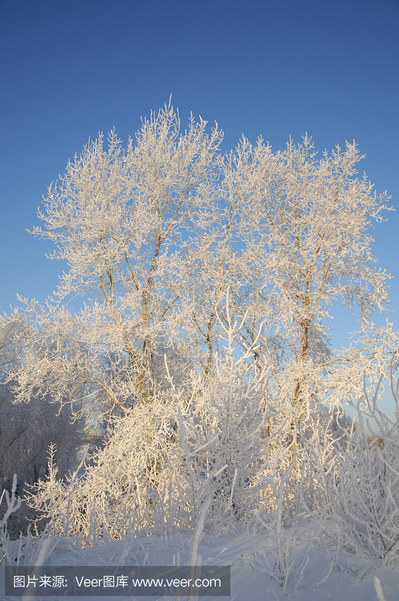 冬季,冬季,冬季,冬眠,一年中最冷的季节,12月至