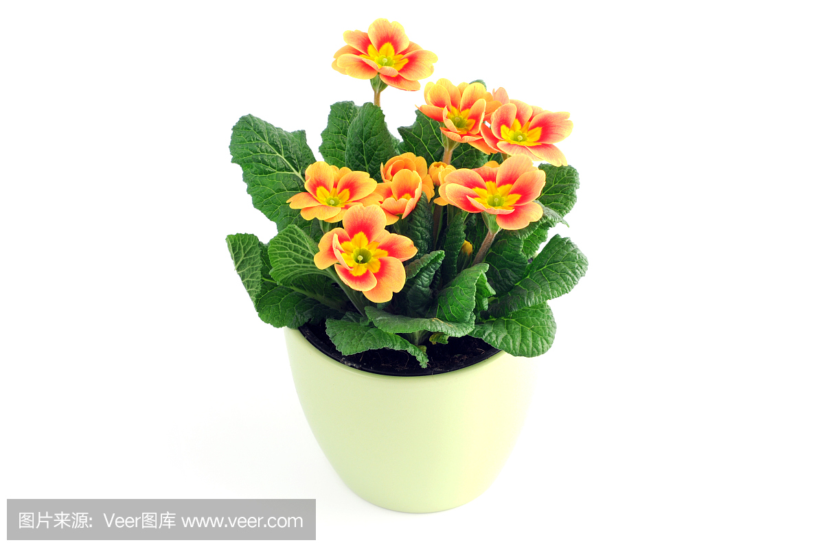 橙色红色樱草花樱草花孤立的白色背景