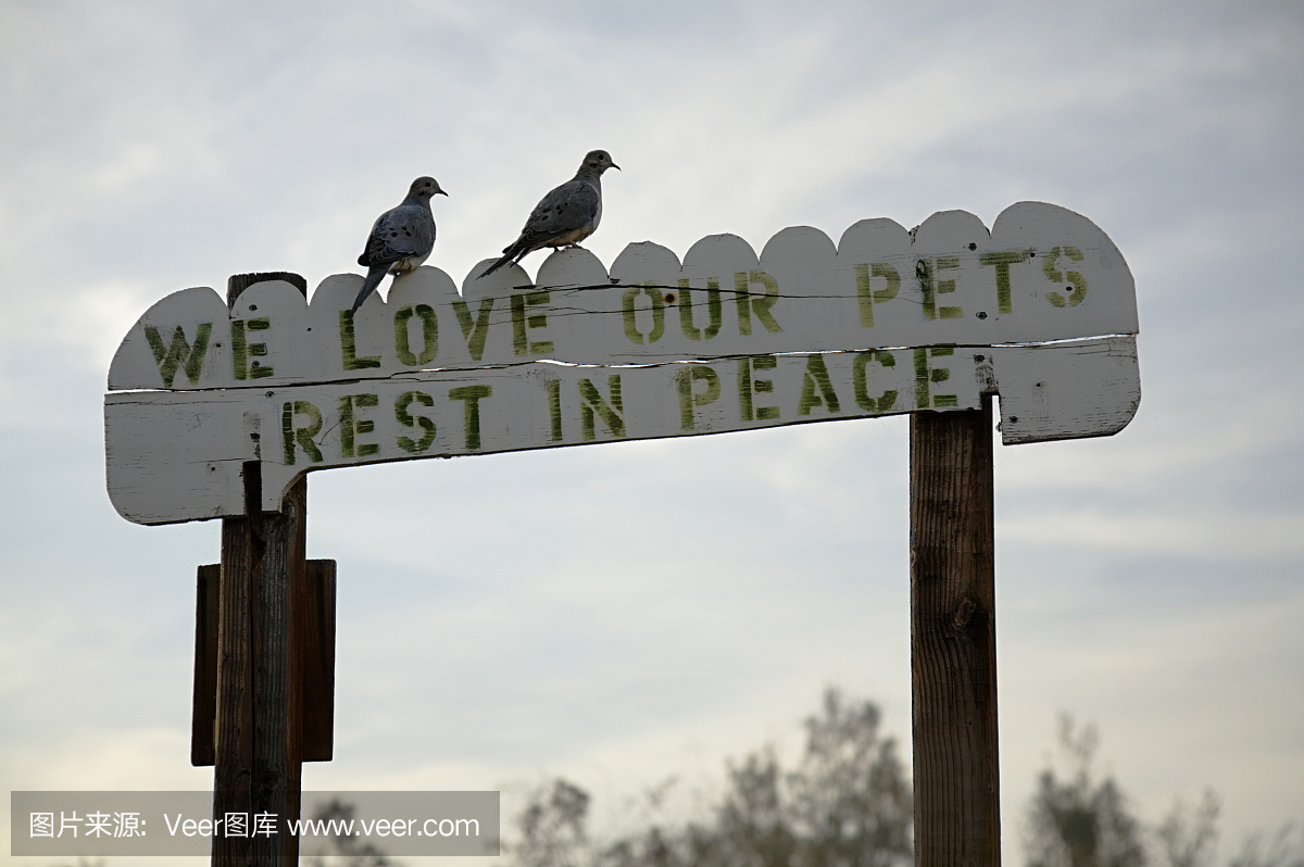 旧金山宠物墓地,三番市宠物墓地,北美斑鸠,褐斑
