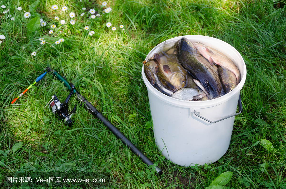 大白桶许多鱼和棒躺在草地上