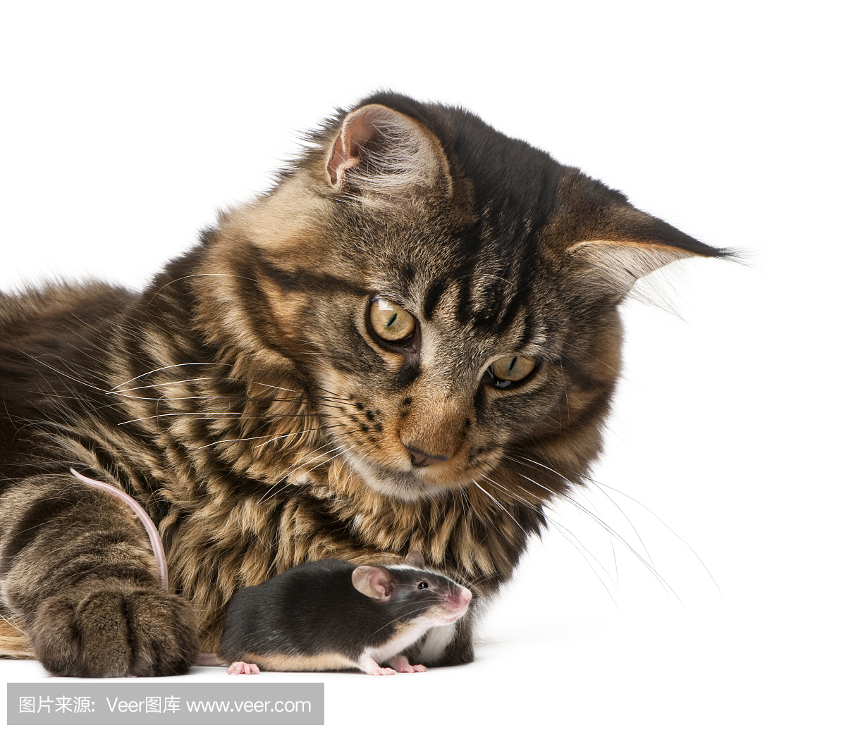 猫捉老鼠,猫捉鼠,猫捉老鼠游戏,老猫捉鼠