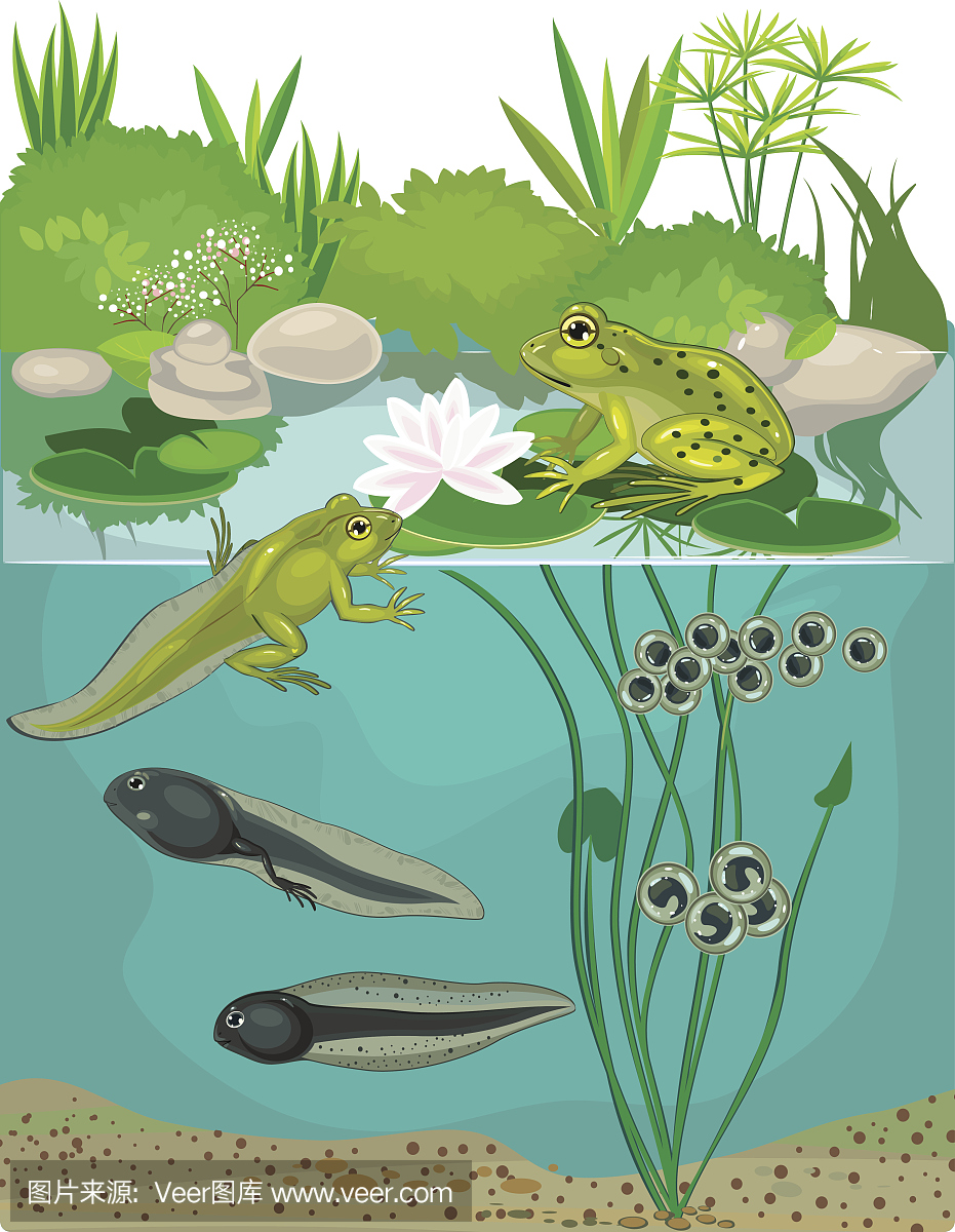 蛙卵,青蛙卵,蝌蚪,青蛙幼虫