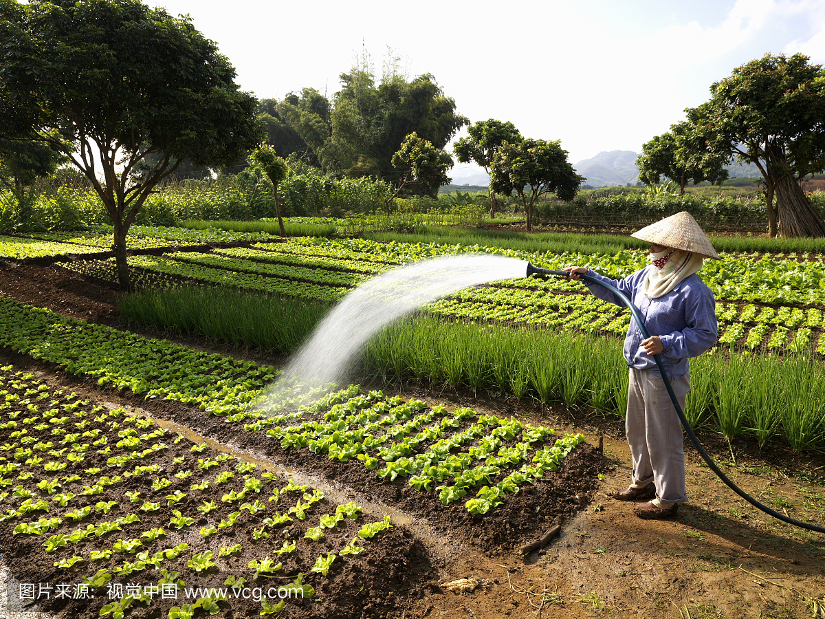 农民浇水莴苣田,越南