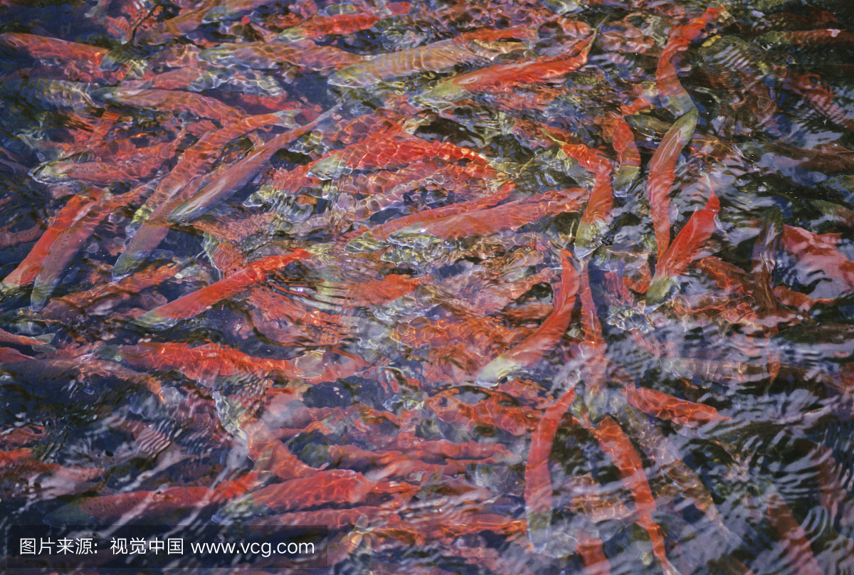 Kokanee鲑鱼产卵在一个小溪,南哥伦比亚省,不