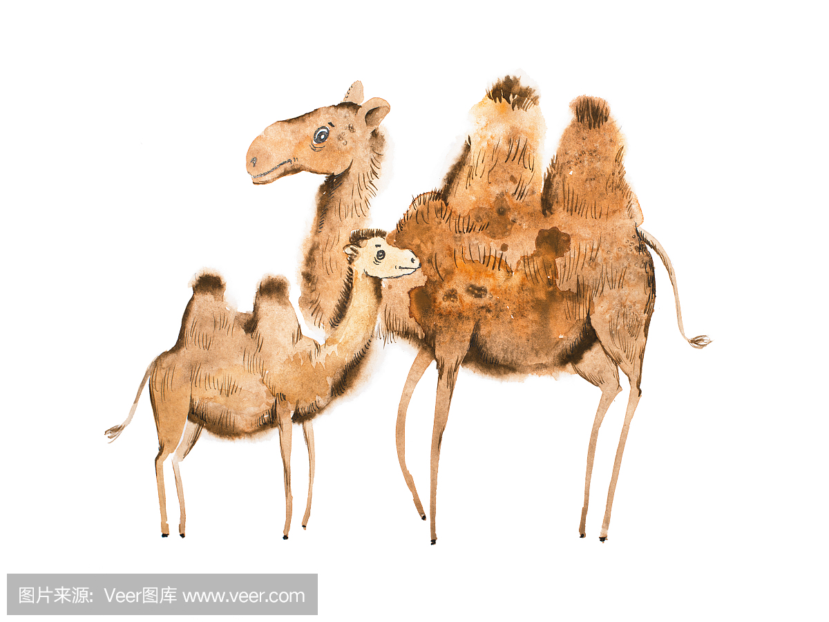 双峰骆驼,大夏骆驼,双峰驼,两个峰