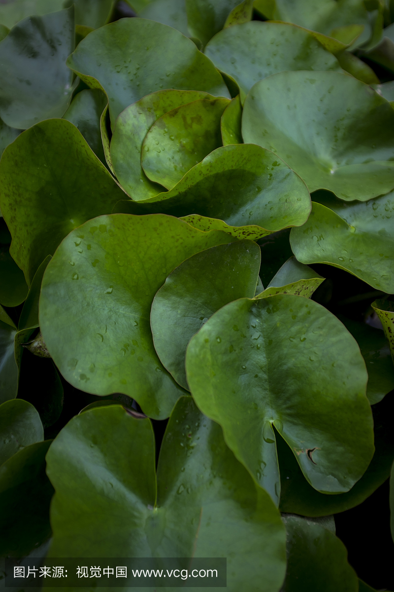 景山公园,北京,叶子,植物