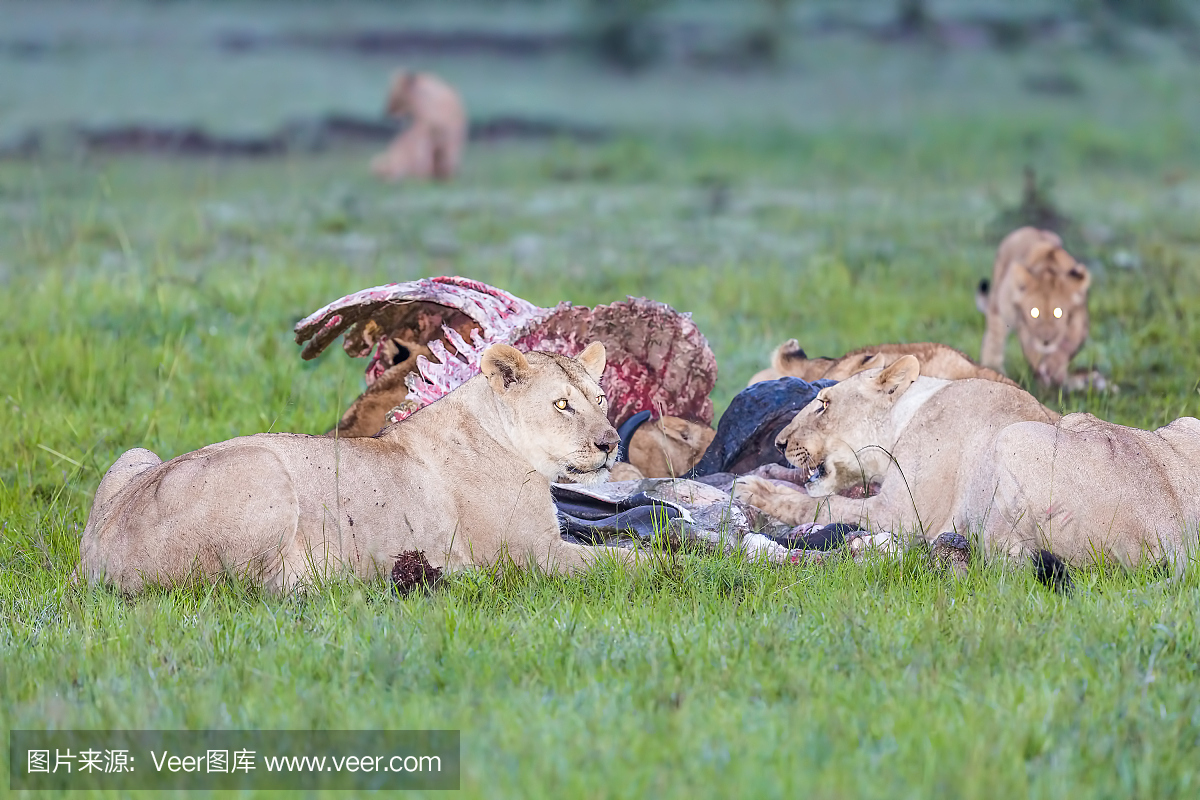野生非洲狮子吃新鲜的水牛城
