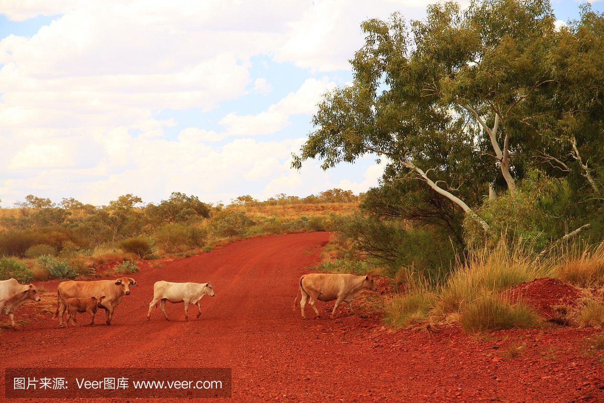 牛群穿过澳大利亚丛林中的泥土轨道