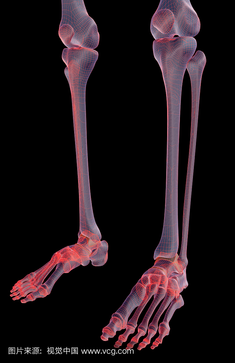 腿,胫骨,腓骨,人类骨架