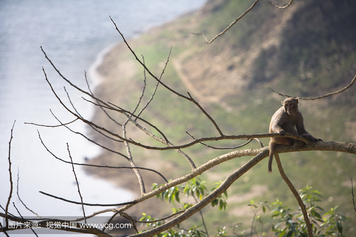 猴子在Bana Vihara周围公园的树。