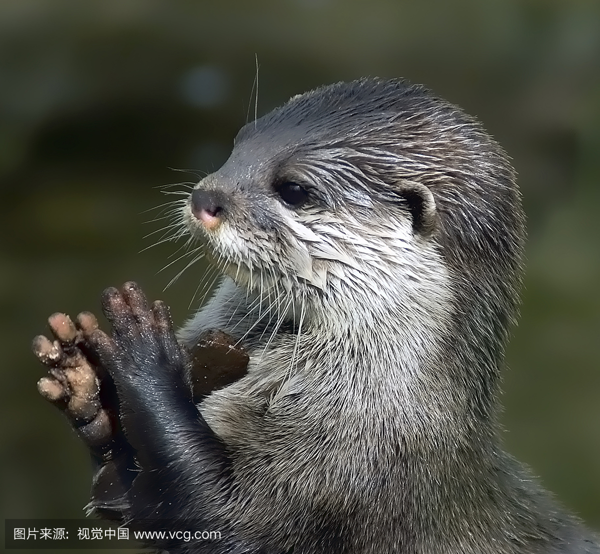 水獭,水濑属,水濑,亚洲短爪水獭