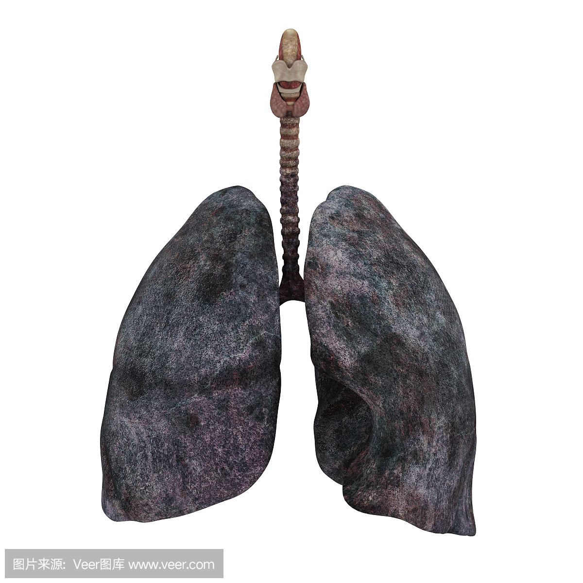 呼吸系统吸烟者的肺沉重 3D模型 $199 - .ma .max .upk .unitypackage .obj .c4d .fbx .usd - Free3D