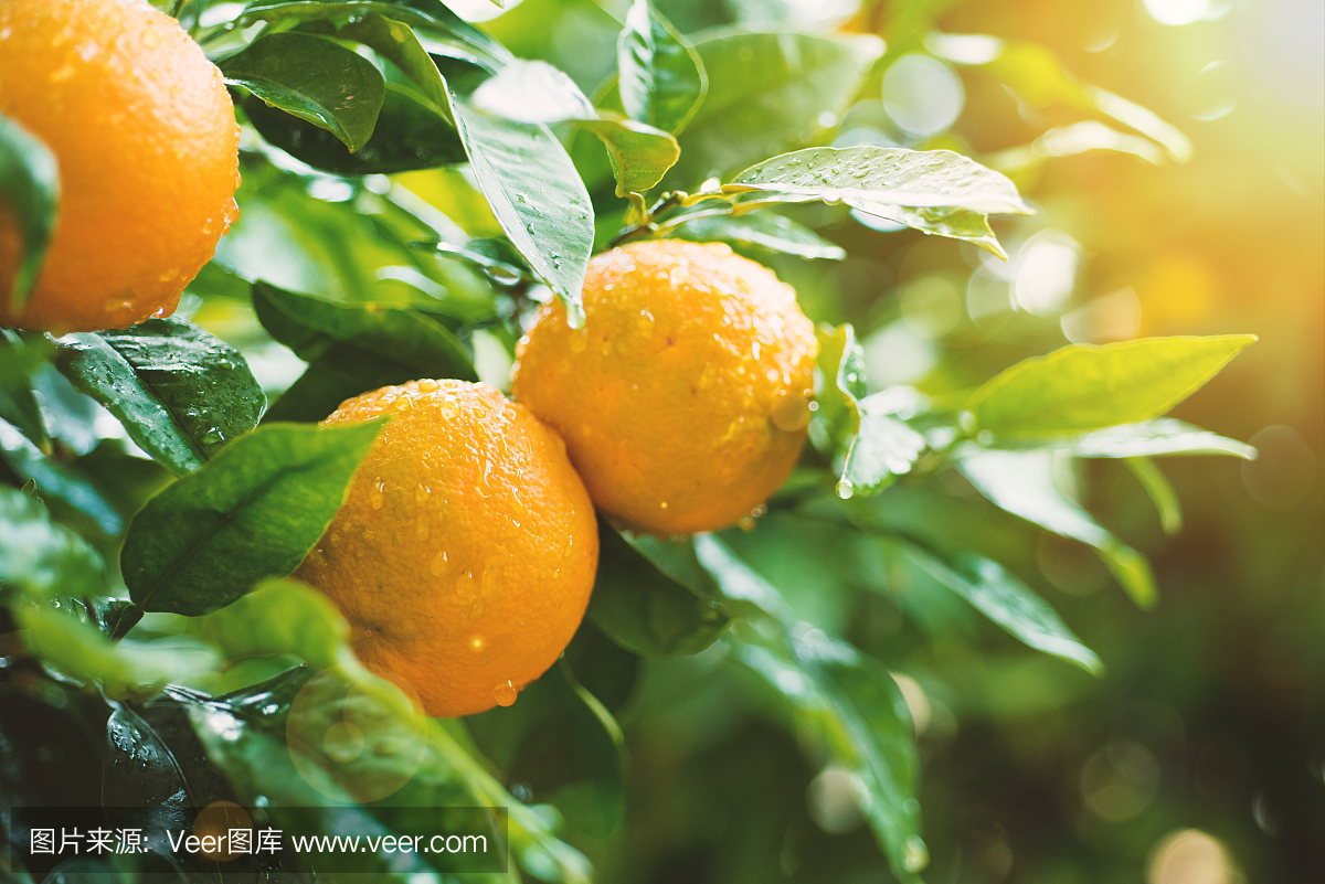 在柑橘树上的橘子在花园里