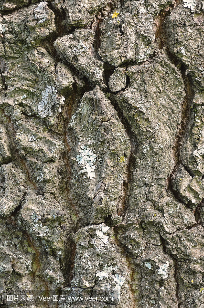 图案,大详细的坚固树干宏观特写镜头,老老年风