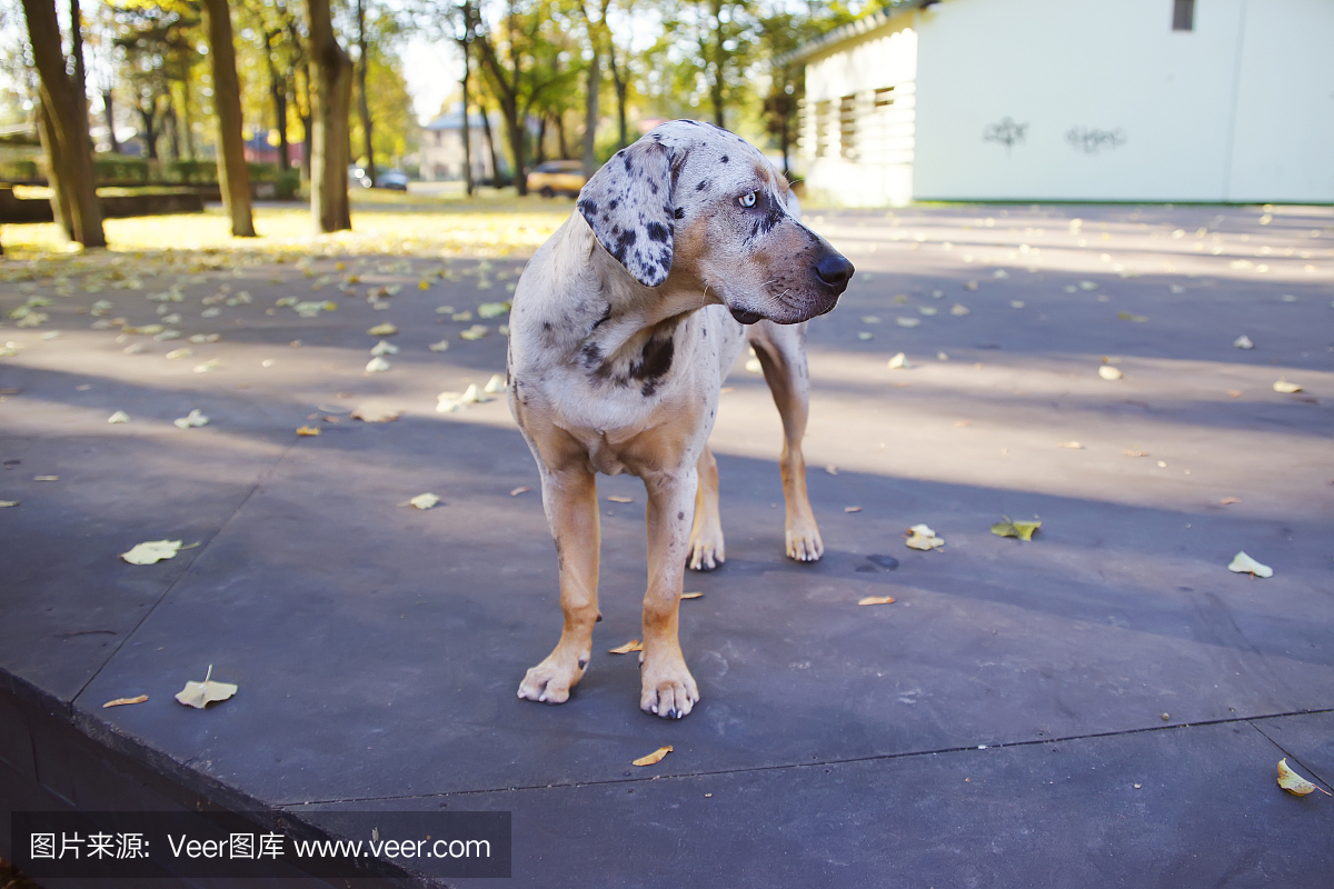 路易斯安那州Catahoula豹子狗站在一个开放的