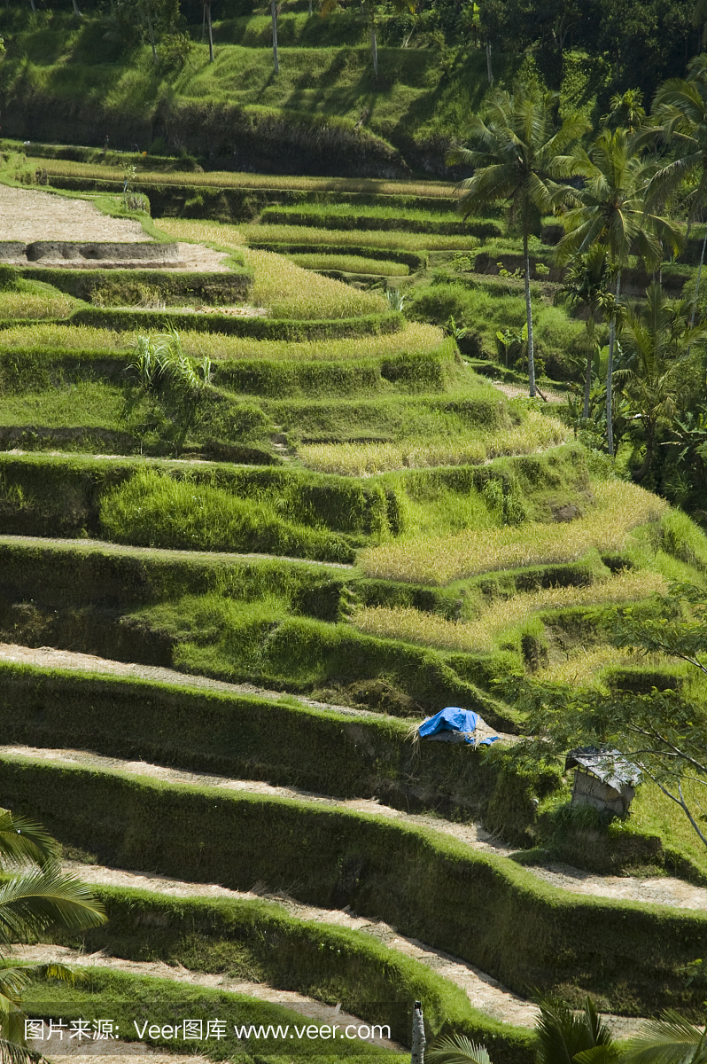 露台稻田在巴厘岛