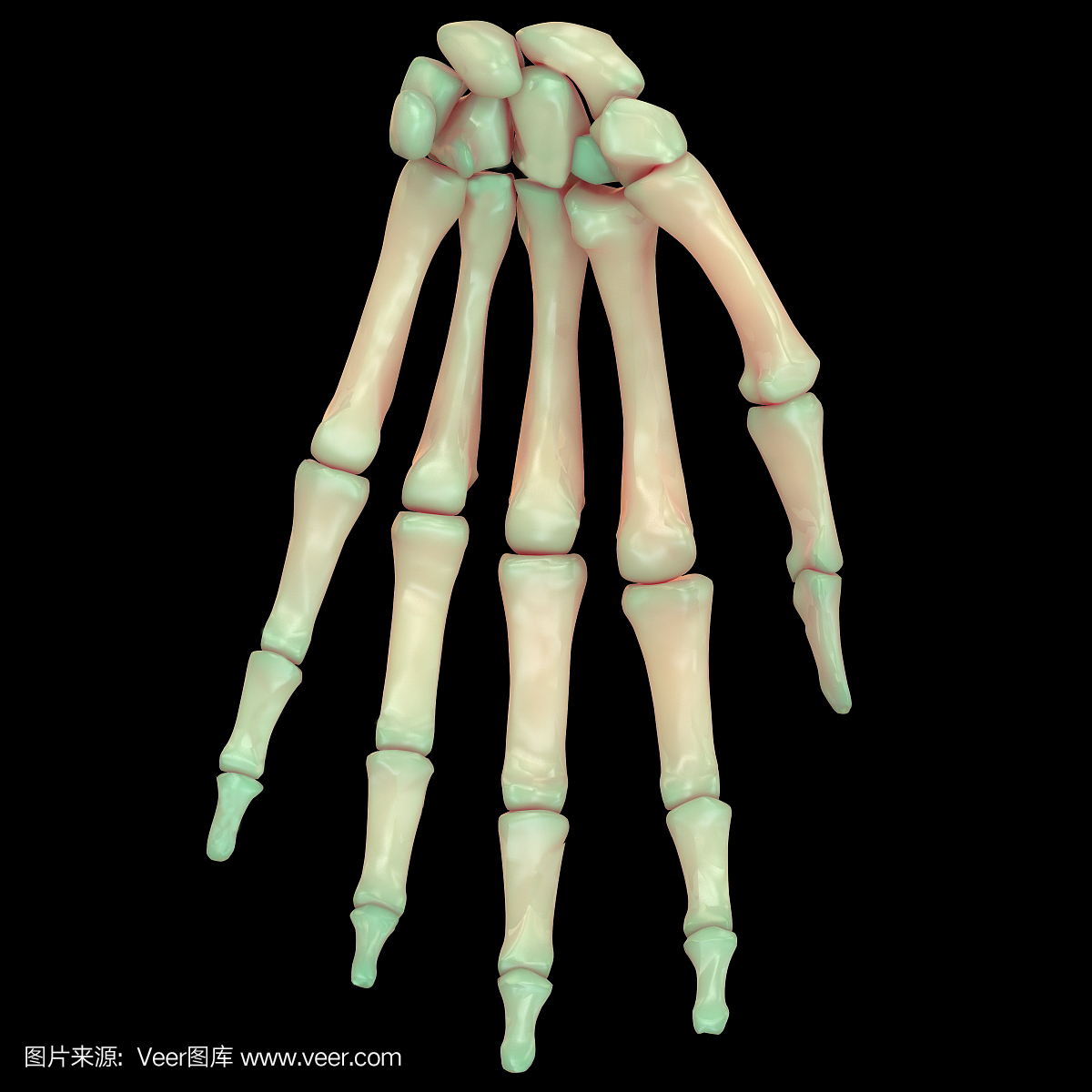 人体骨骼系统手指关节解剖学(前视图)