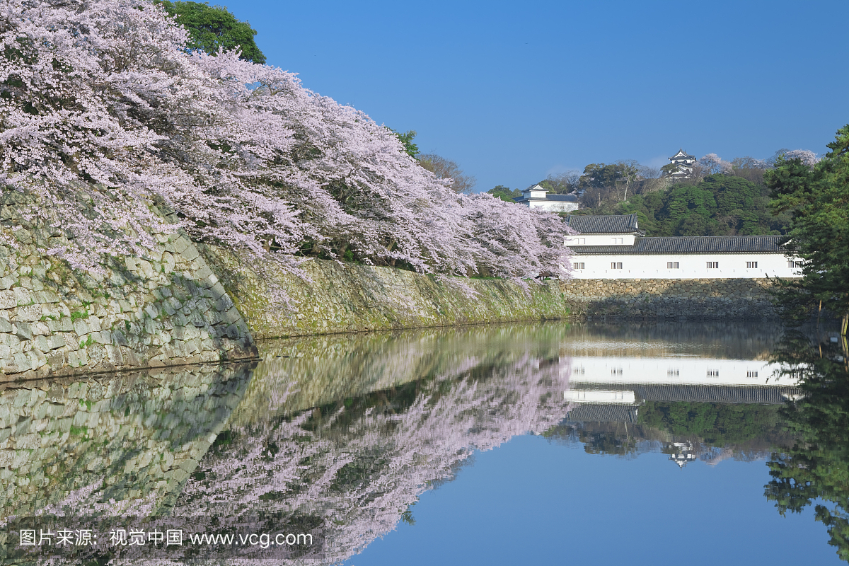 Hikone Castle and cherry trees