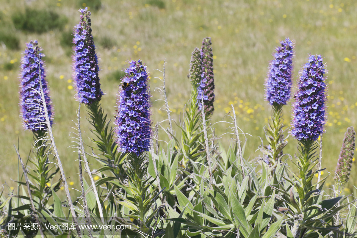 蓝蓟,蓝蓟属,马德拉的骄傲,选择对焦