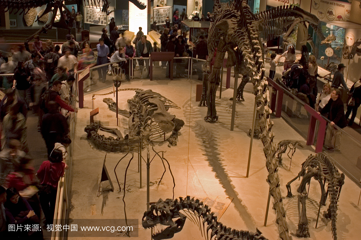 Dinosaur exhibit at the Smithsonian Museum of