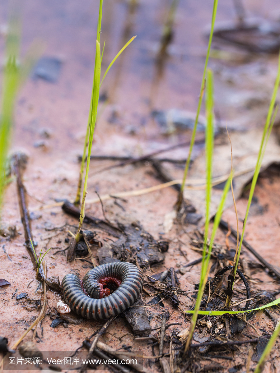 在米领域的千足虫卷毛