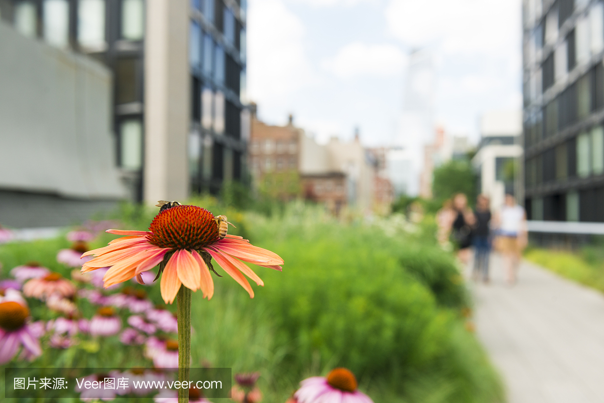 西村,西部村庄,蜜蜂,蜂