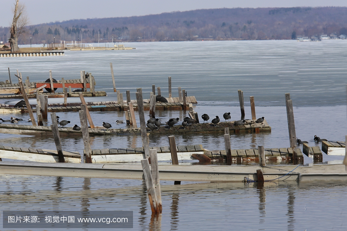 Coots on the old docks