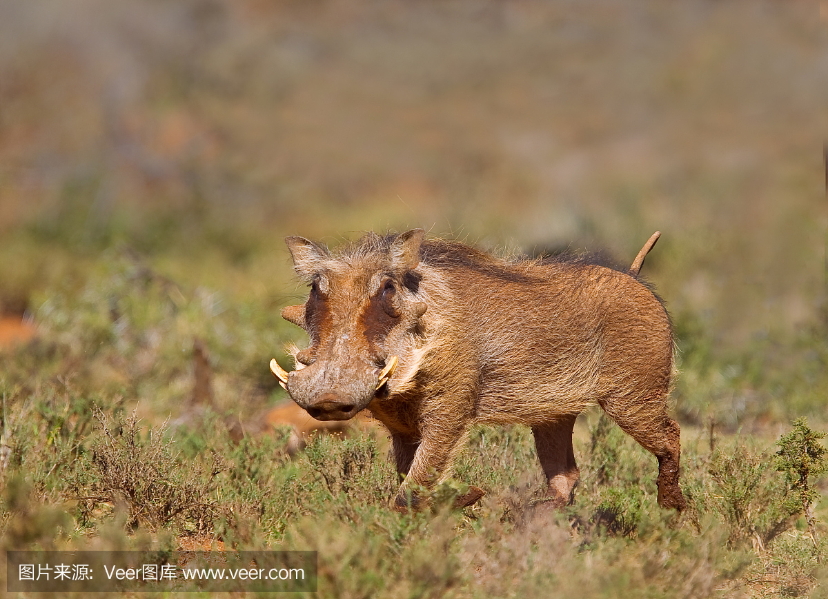 疣猪,野猪,一种非洲野猪,公猪