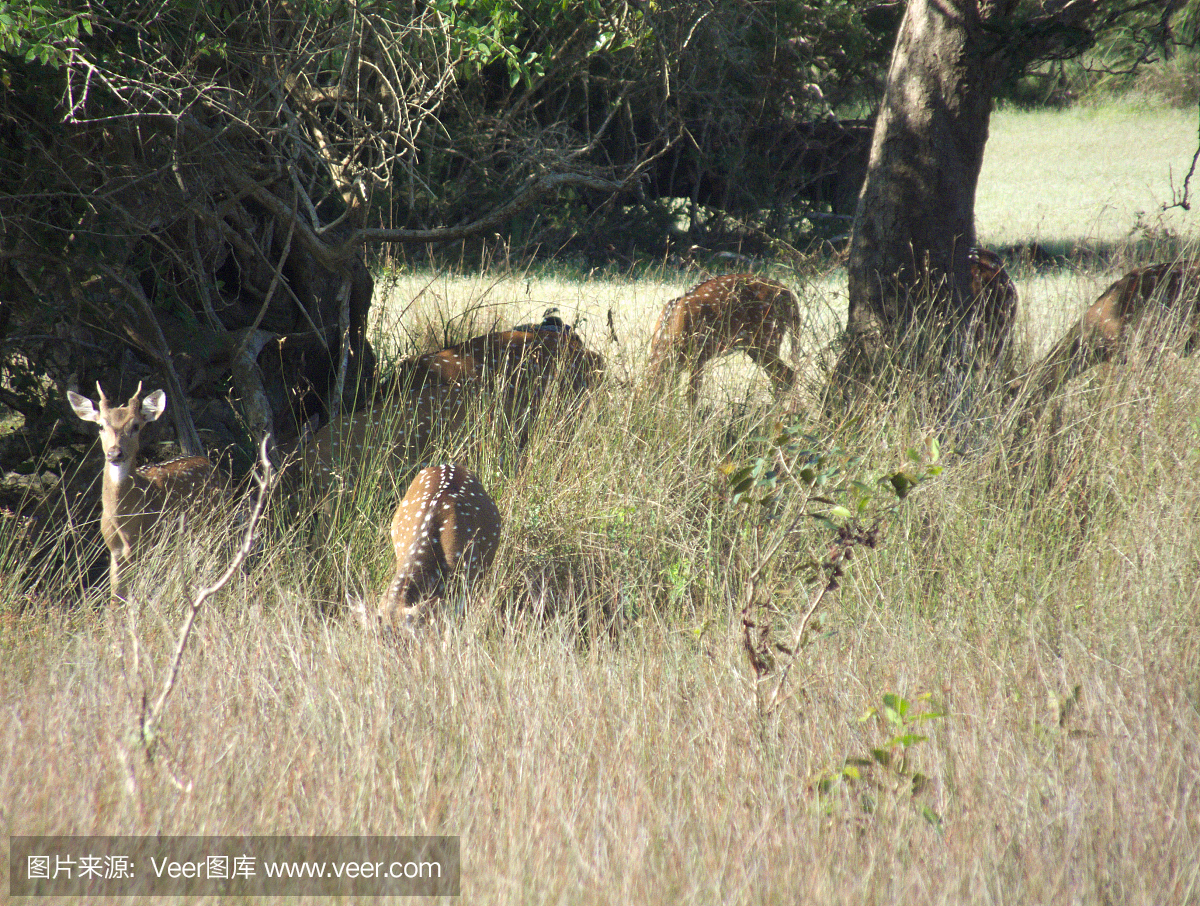 斯里兰卡的威尔帕图公园,萨凡纳的Axis Deer G