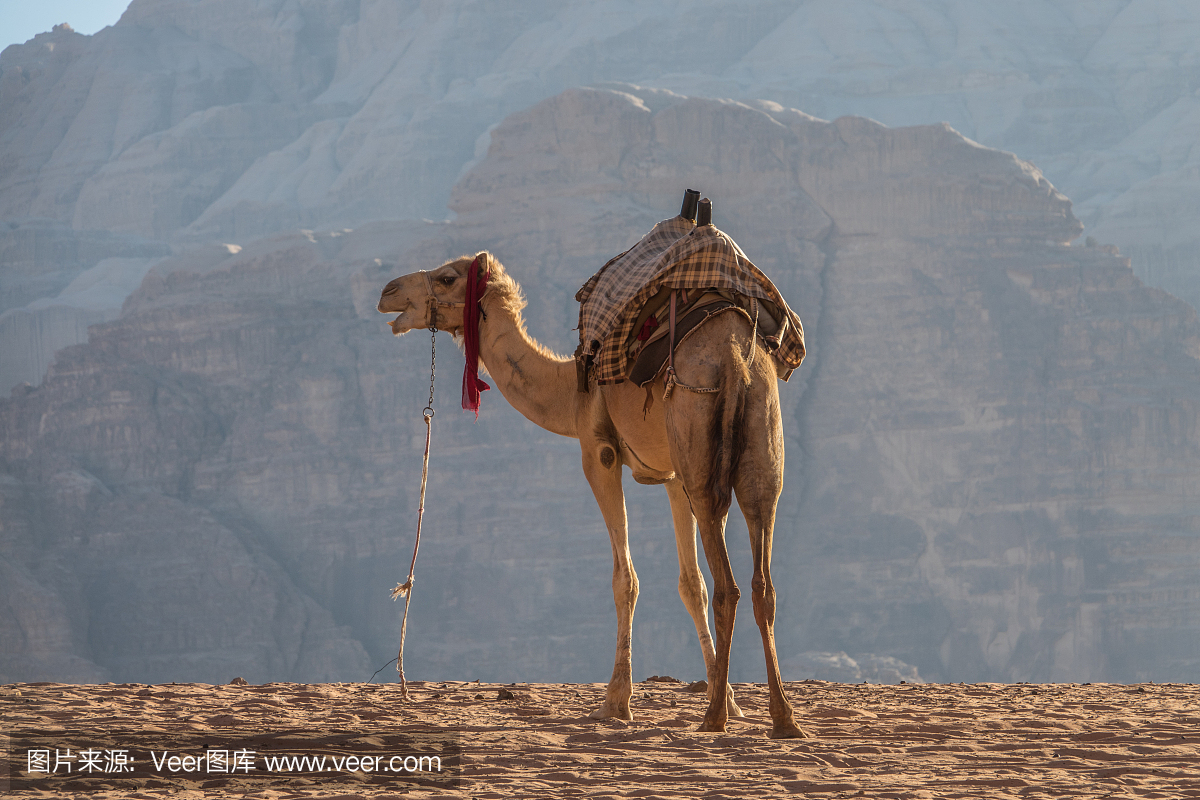 骆驼在黄昏的瓦地伦沙漠中