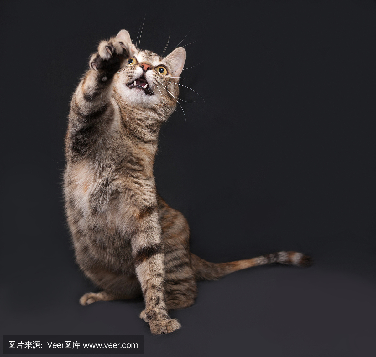 水平画幅,爪子,动物身体部位,兽医