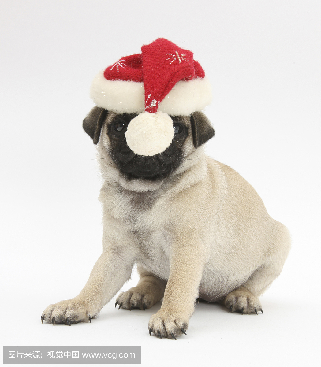Fawn哈巴狗小狗,8周,戴着父亲圣诞帽子。