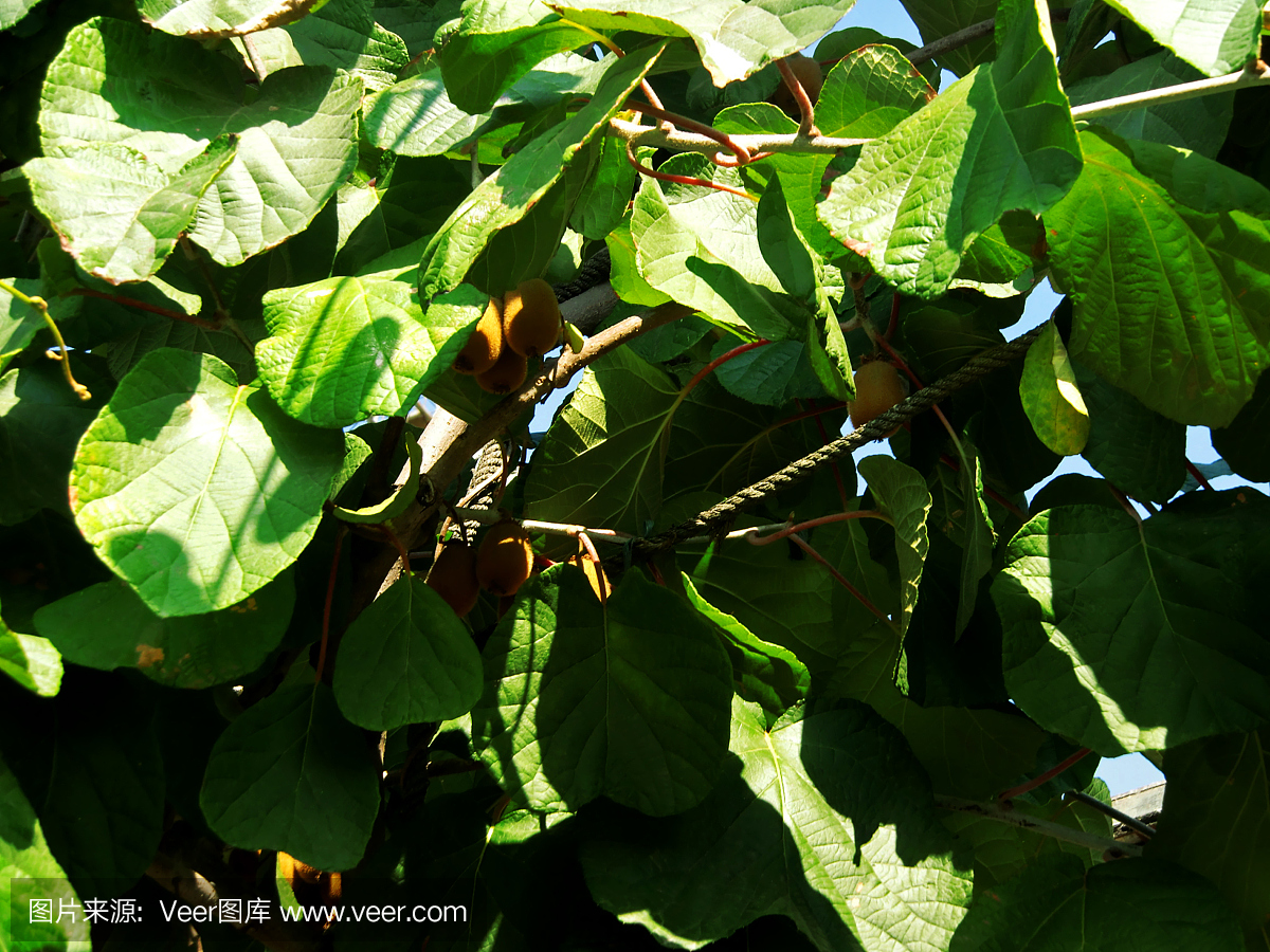 新鲜的猕猴桃果实生长在树上