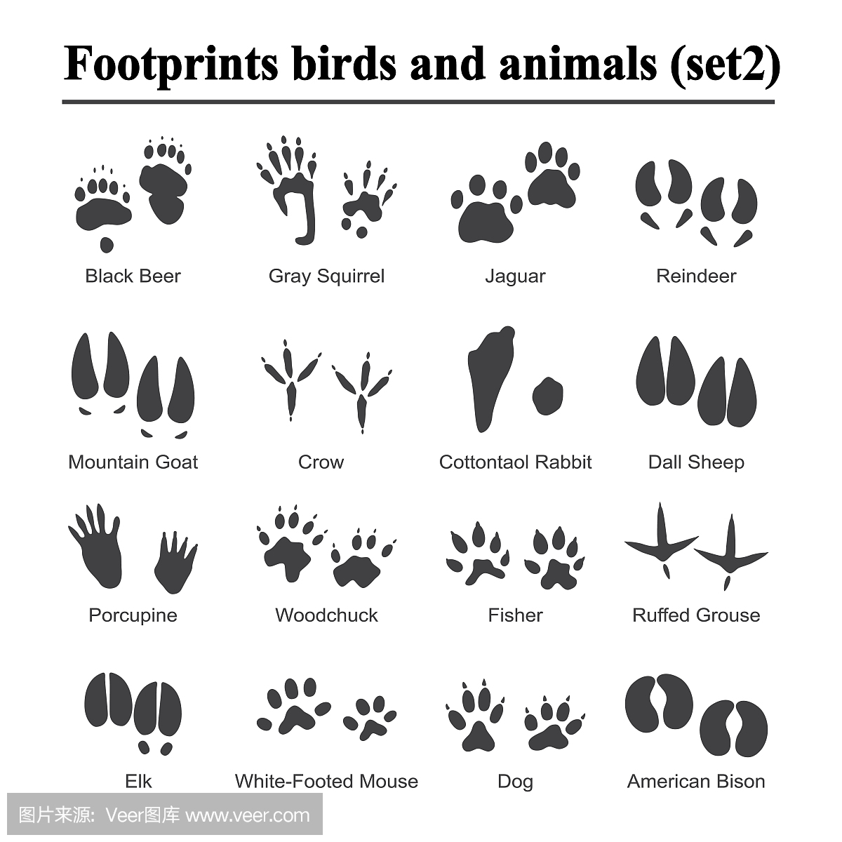 棉尾兔,棉尾兔(一种产于北美洲的野兔),矶鹞,美