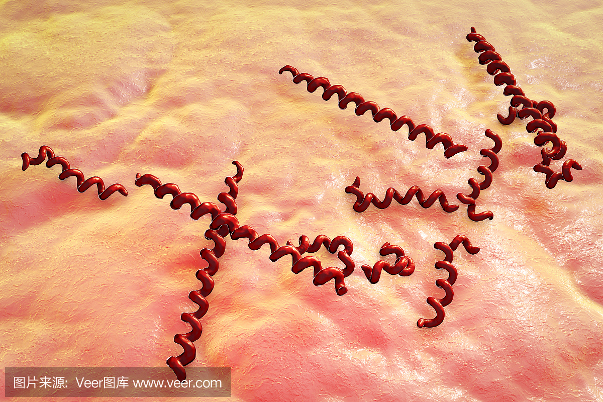 革兰氏染色剂,革兰氏染色阴性,细菌检测,革兰氏