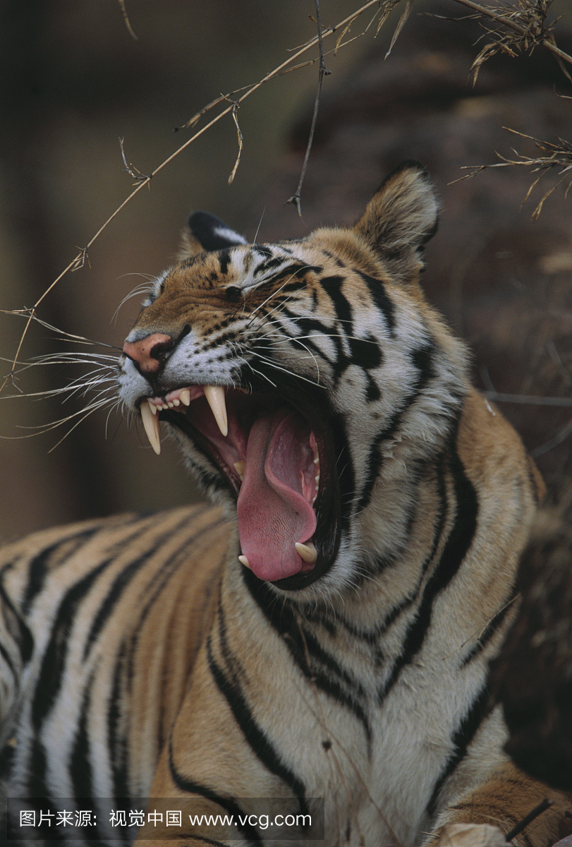 虎,老虎,动物主题,野生动物