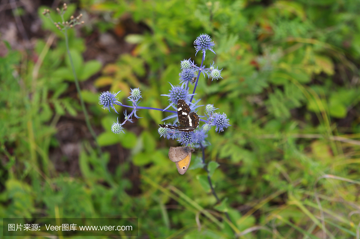 白杨上海和草甸棕色蝴蝶在红花上