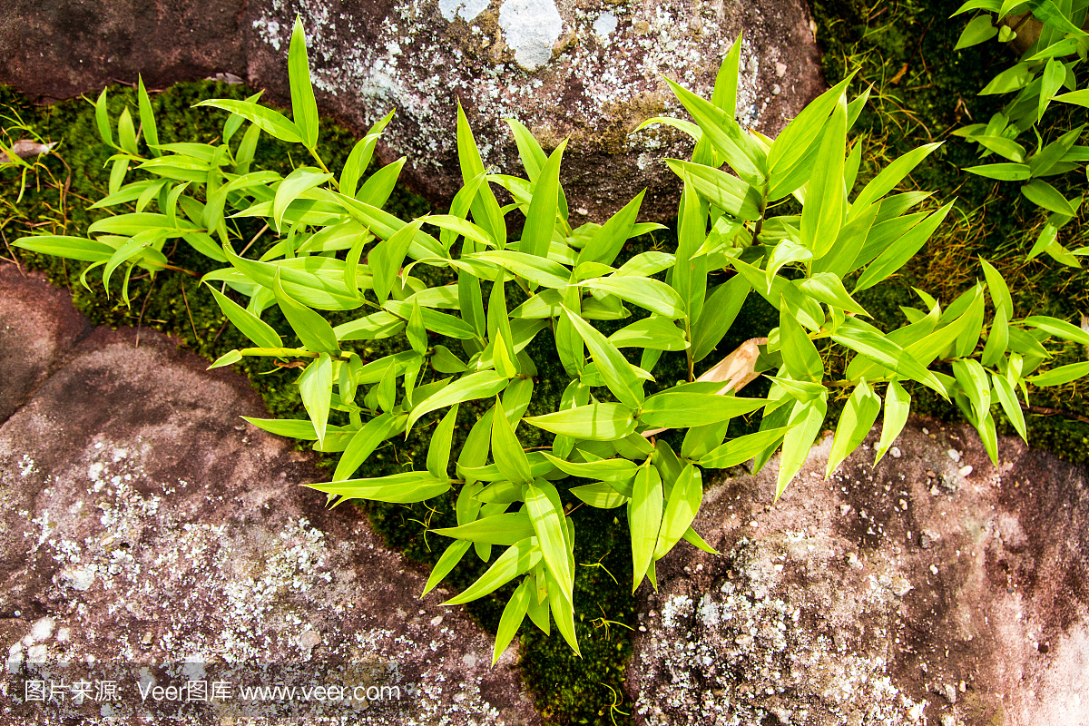 自然,花,水平画幅,岩石