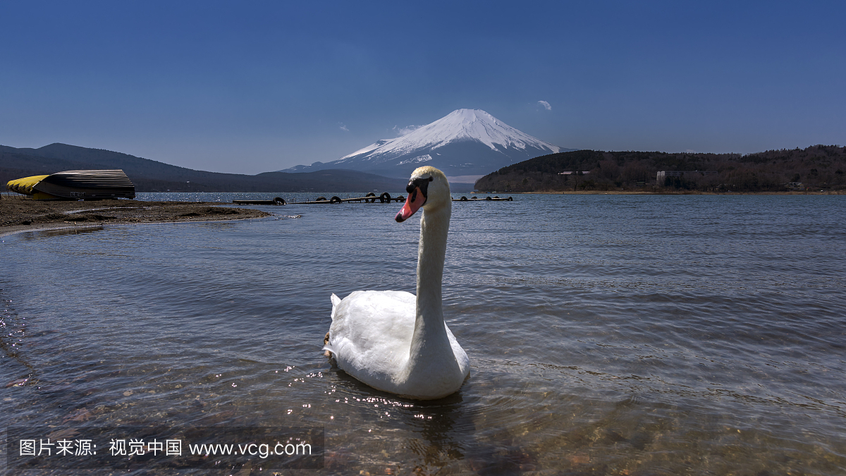 山中湖的白色天鹅与Mt.在日本山梨县的富士背