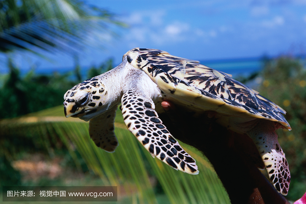 来自斯蒂芬岛,托雷斯海峡群岛的玳瑁龟。