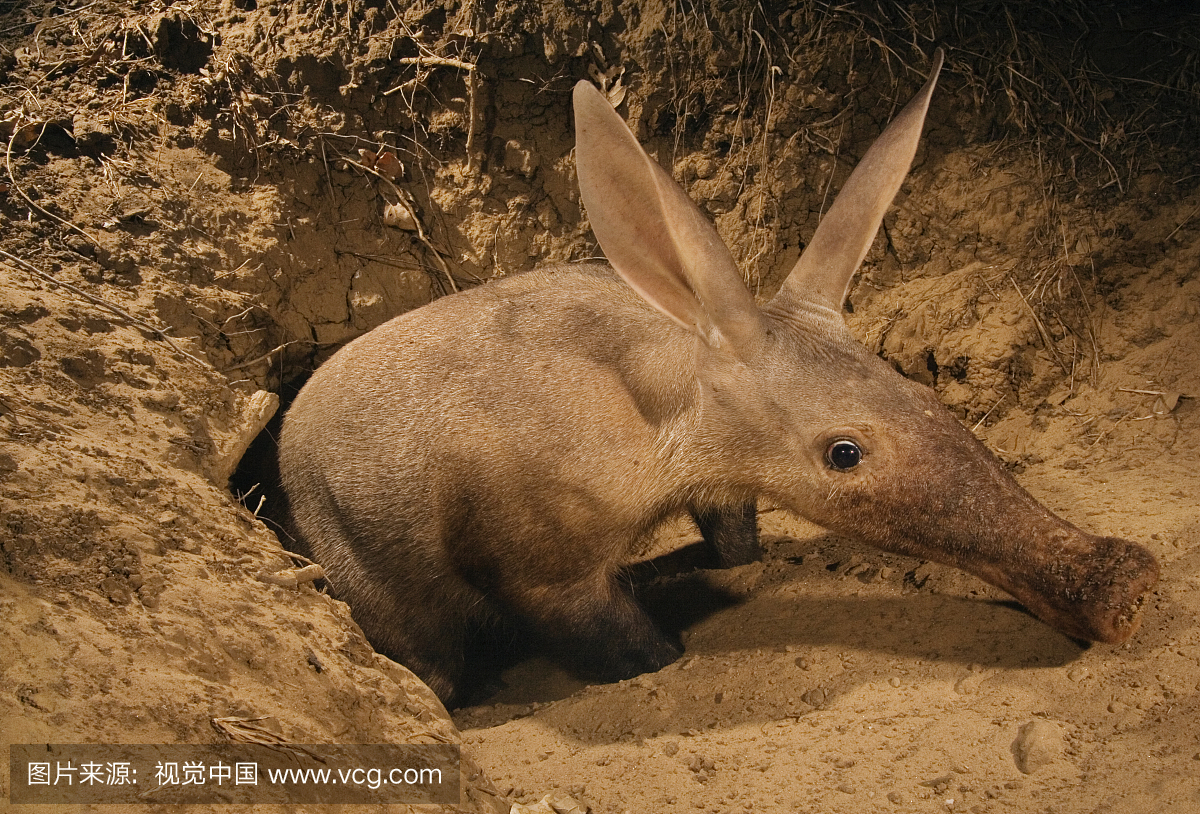 Aardvark emerging from burrow caught by cam