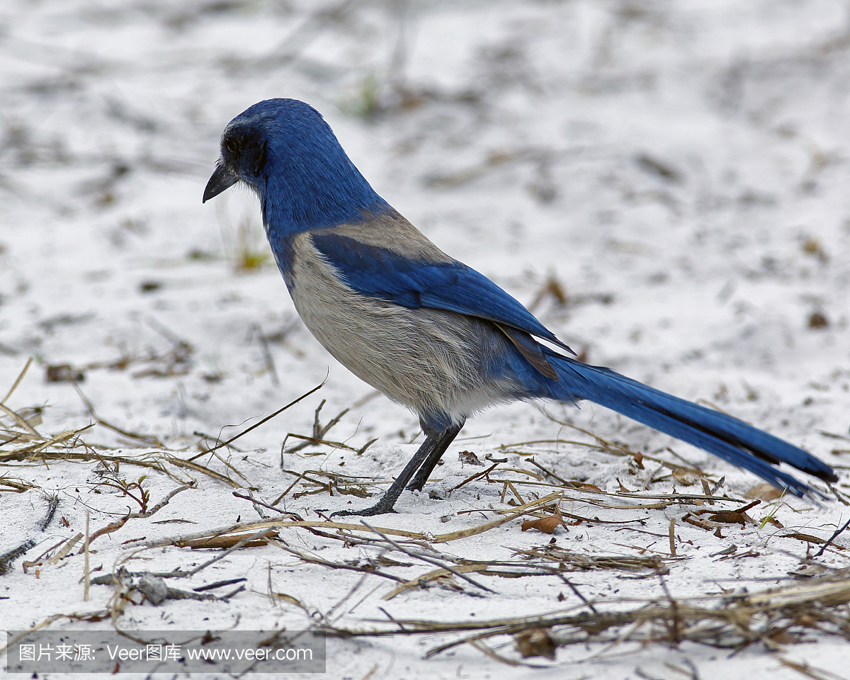 Florida Scrub-jay Male