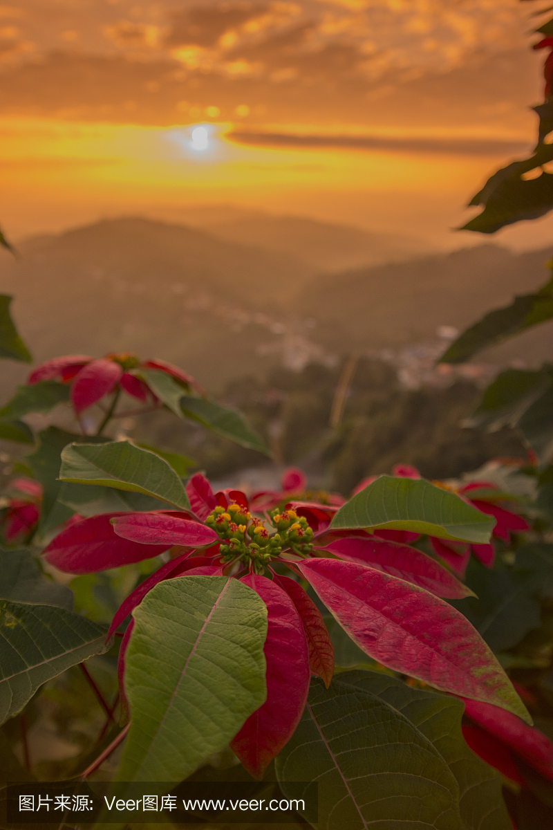 泰国芝加哥沙龙景观