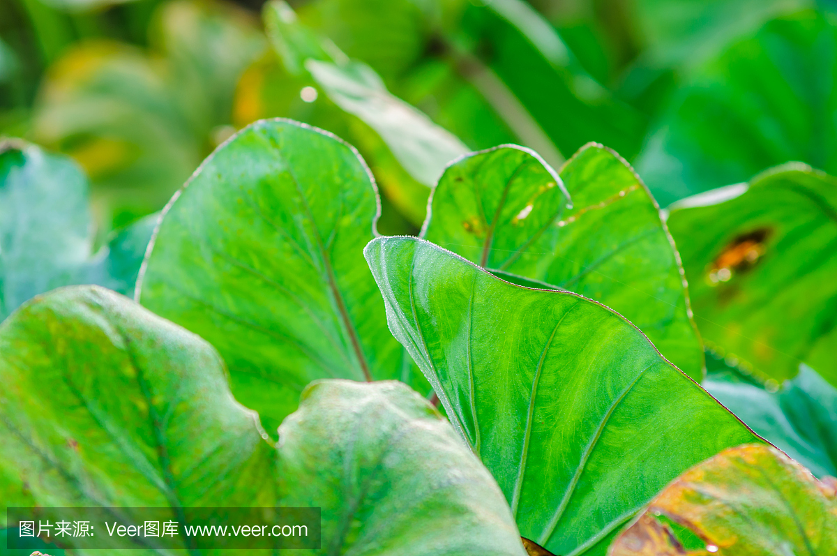 芋头植物(绿叶)