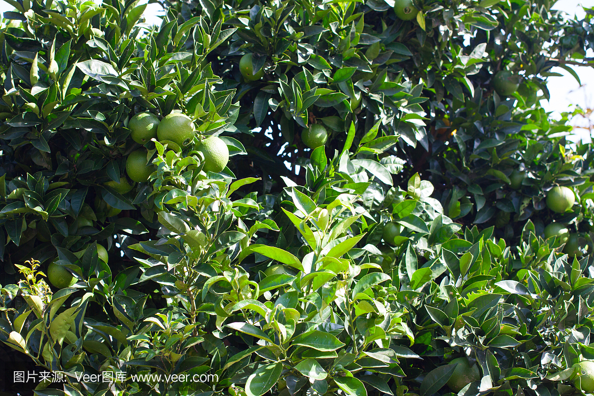 在阿斯图里亚斯,西班牙的绿色桔子的橙树