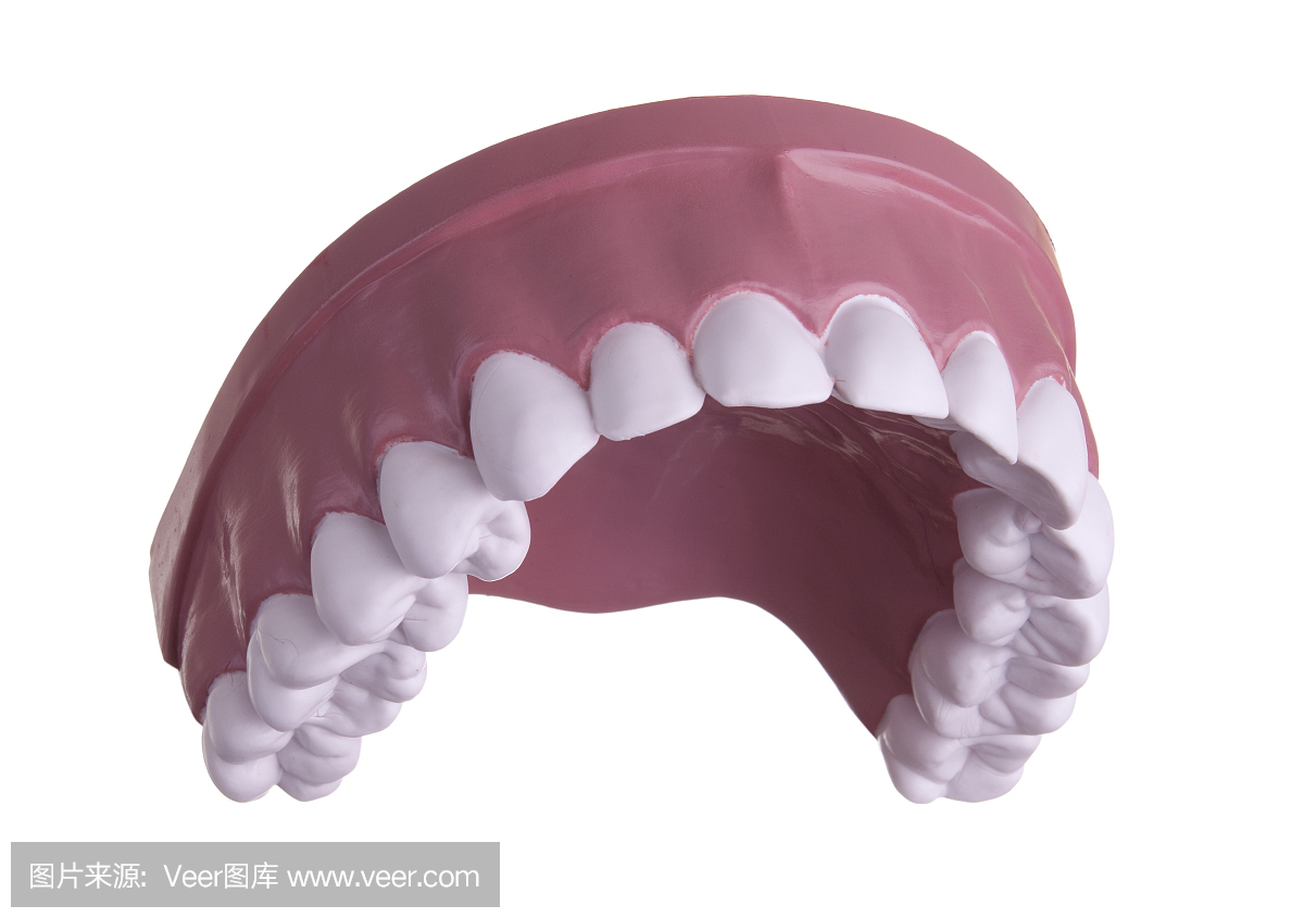 上牙模型