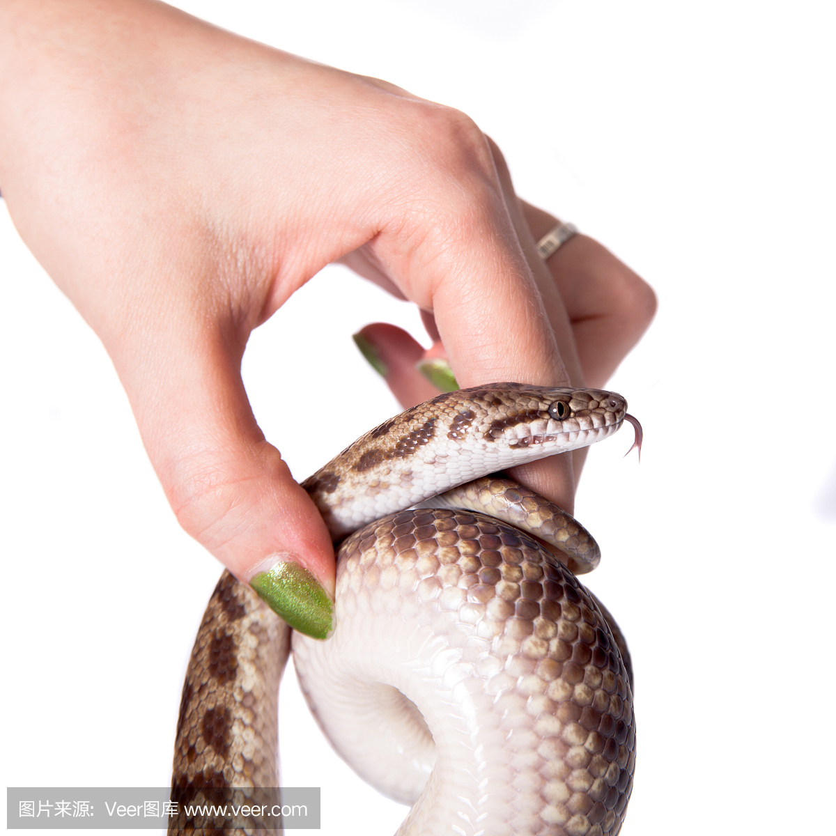 爬虫学,爬虫类,巨蟒,大蟒