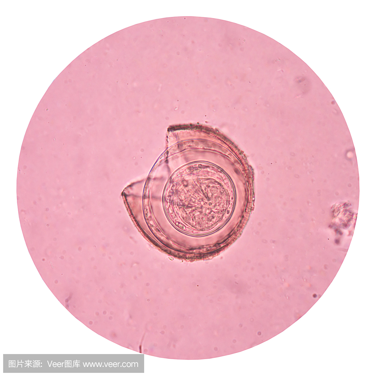 鸡蛋寄生虫医学在白色背景。