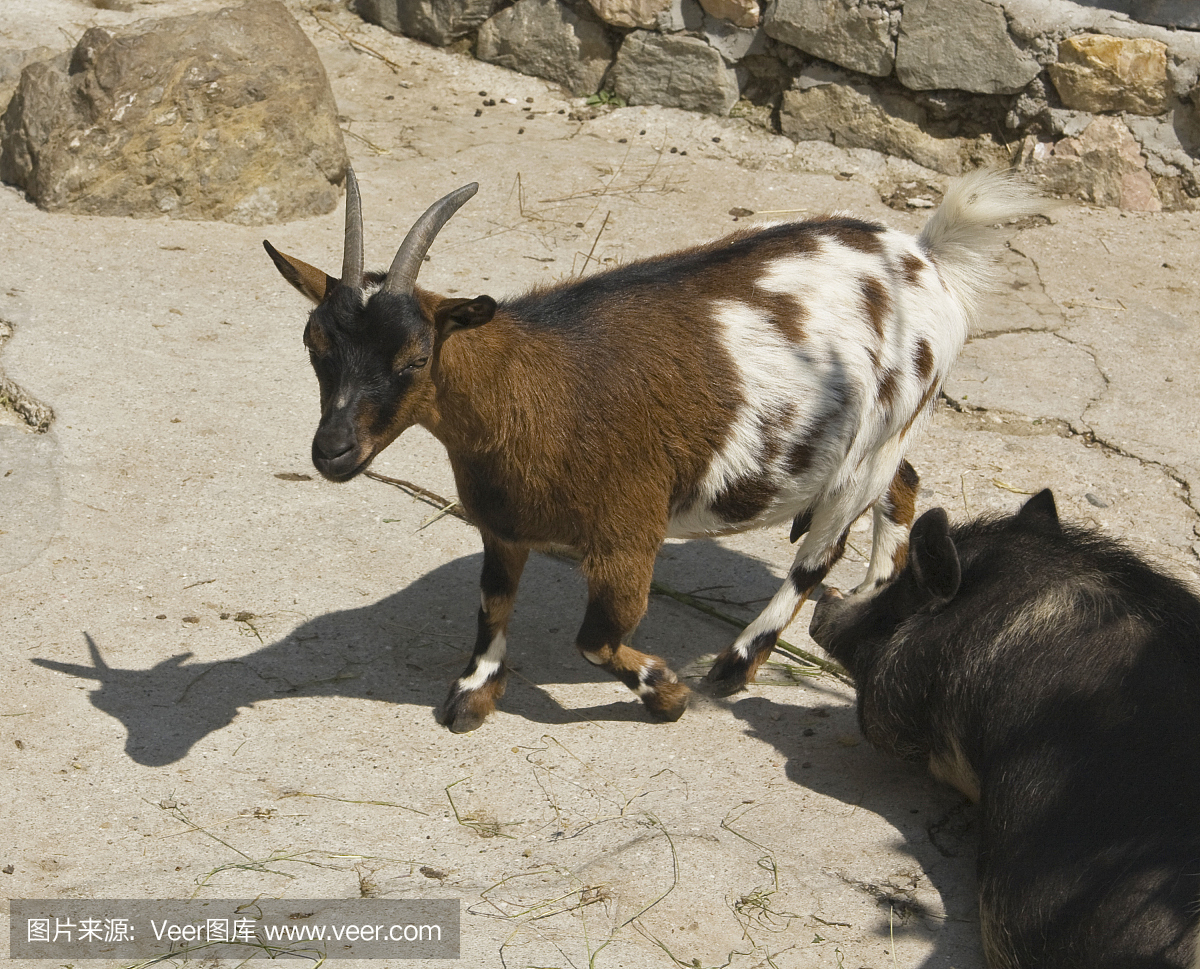 自然,褐色,水平画幅,小的
