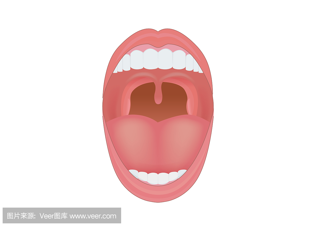 人的嘴巴张开以展示牙齿,口香糖和舌头。